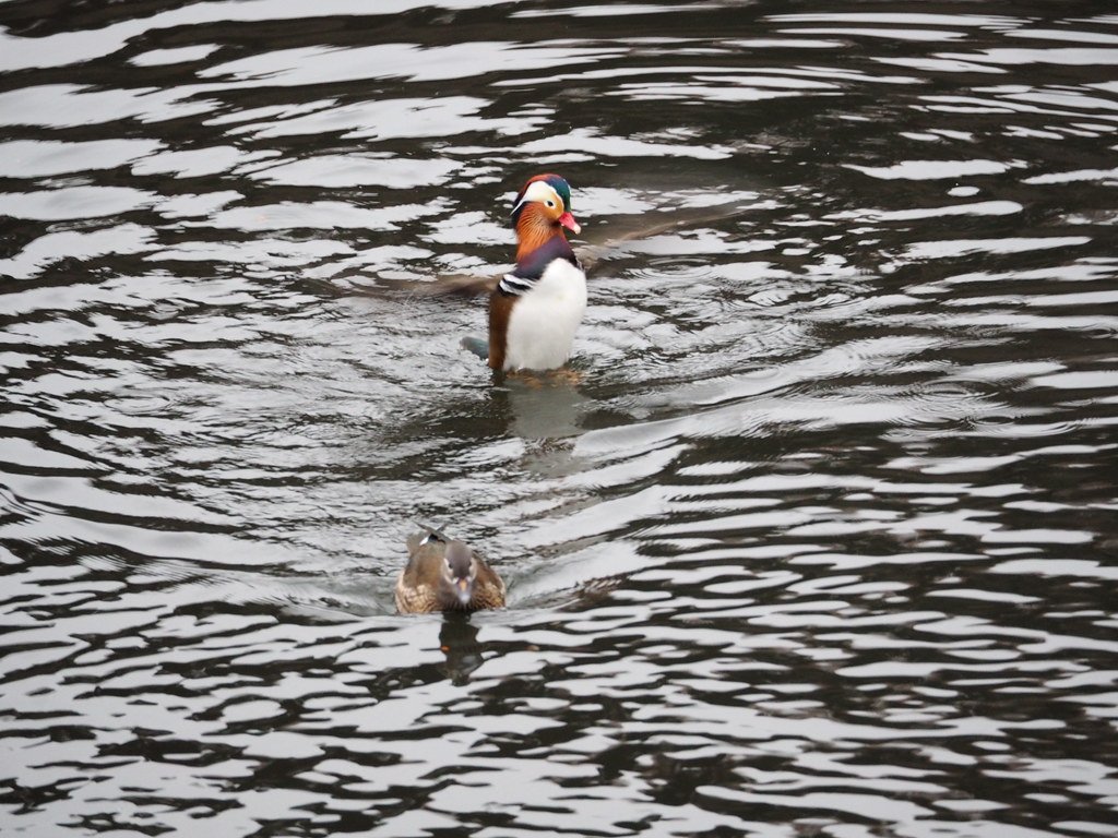 🏞️ 센리 중앙 공원(센리추오코엔) 이미지 8